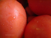 LTomatoes