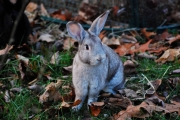 LBunnies